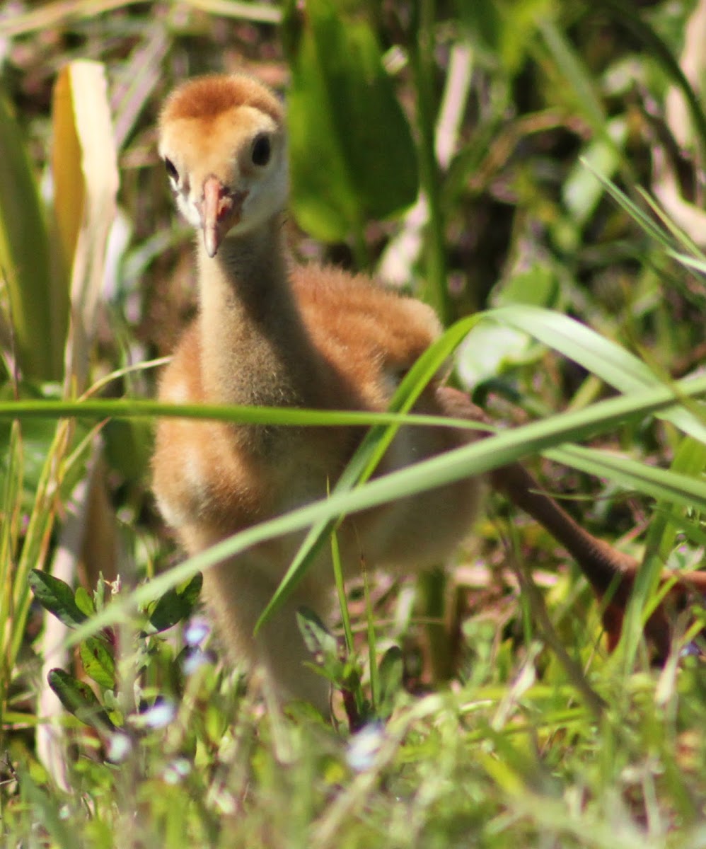 Sandhill Crane (chick)