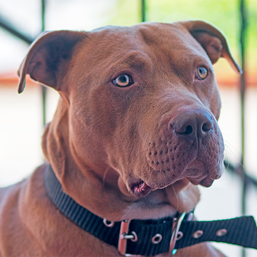 Pitbull Jigsaw Puzzle