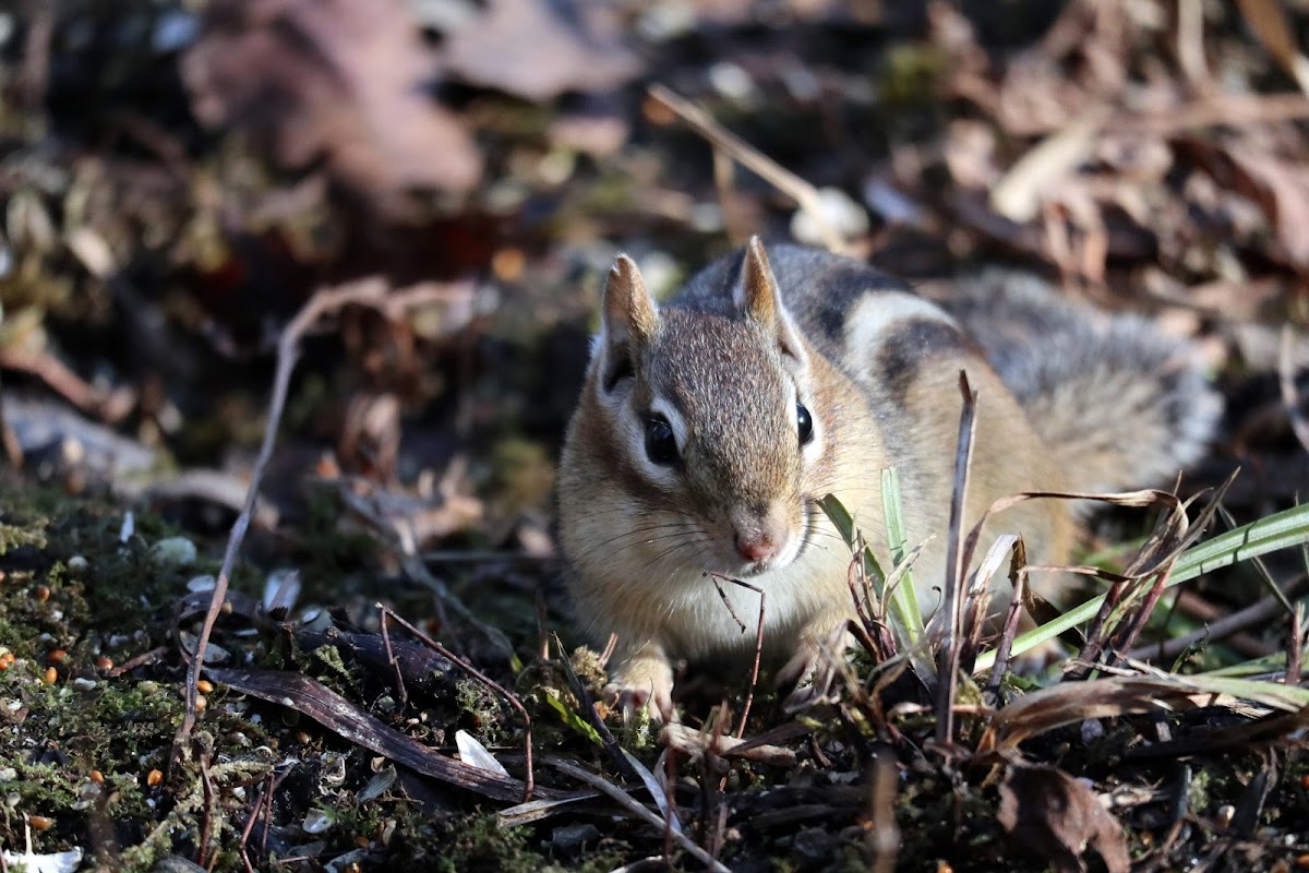 Eastern Chipmunk