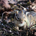 Eastern Chipmunk