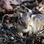 Eastern Chipmunk