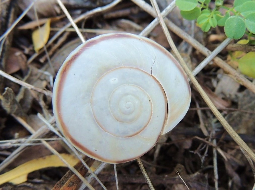 Southwestern US Talussnail (shell)