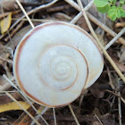 Southwestern US Talussnail (shell)