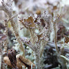 Cladonia