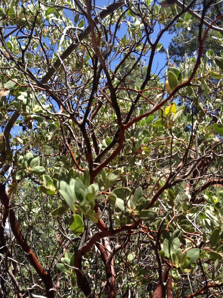 Manzanita