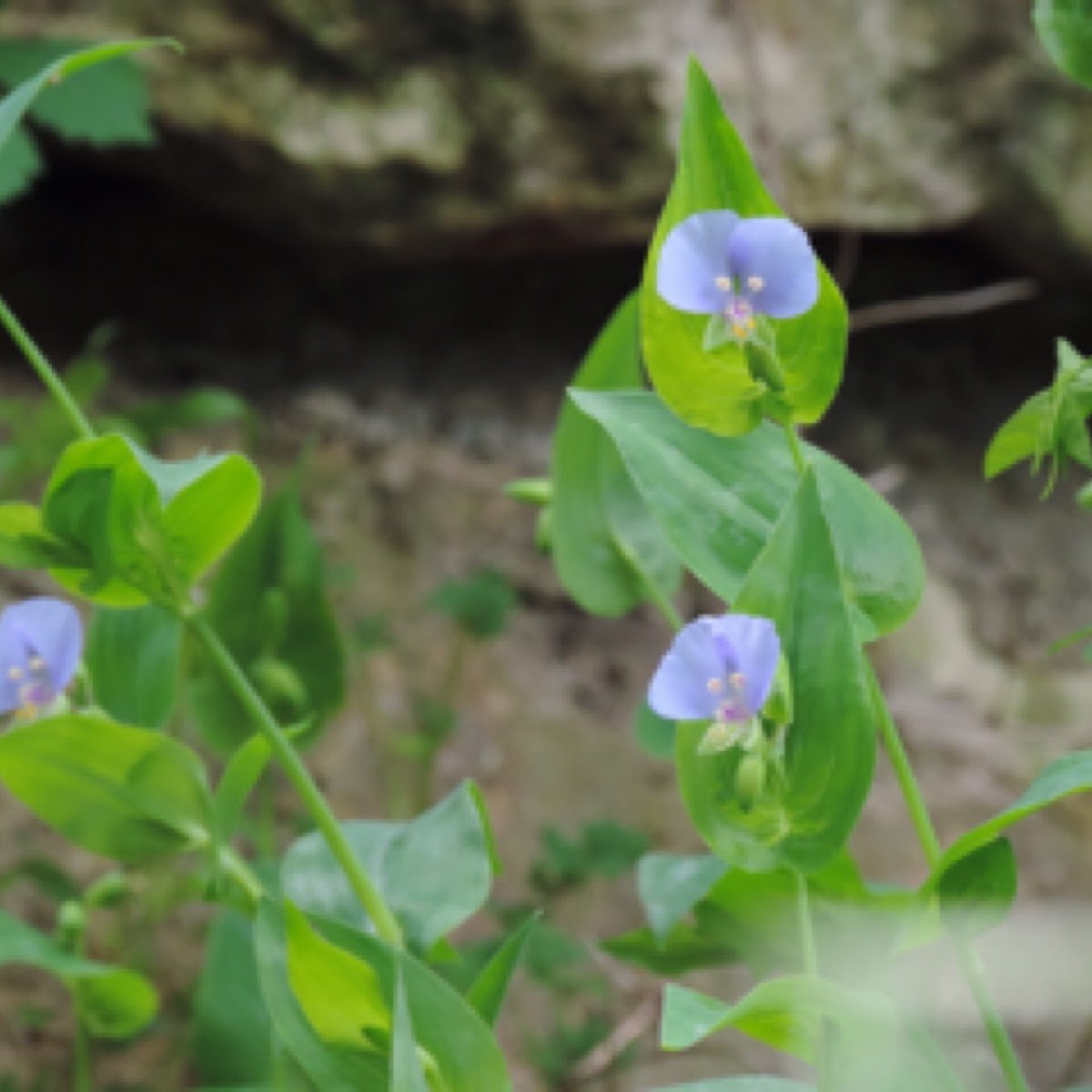 False Dayflower