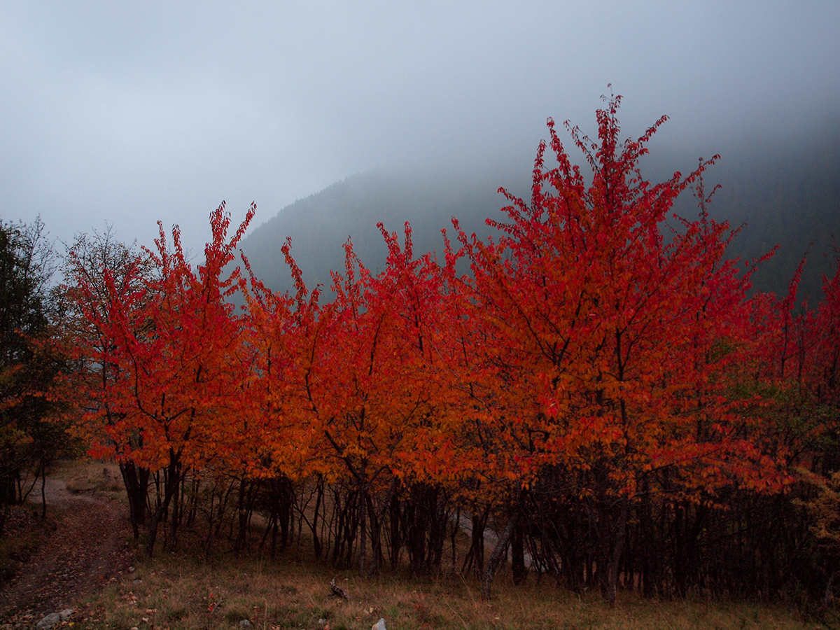 Fire and Fog di utente cancellato