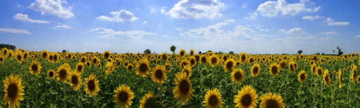 GIORGIA IN....GIRASOLE di merlino