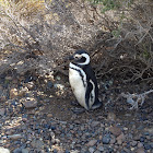 pingüino de magallanes