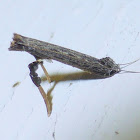 Leaf Blotch Miner Moth