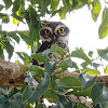 Spotted Owlet