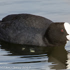 Coot