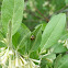 Fourteen-spotted Lady Beetle