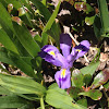 Dwarf Iris