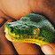 Emerald tree boa