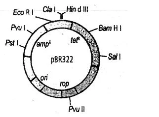 Plasmid