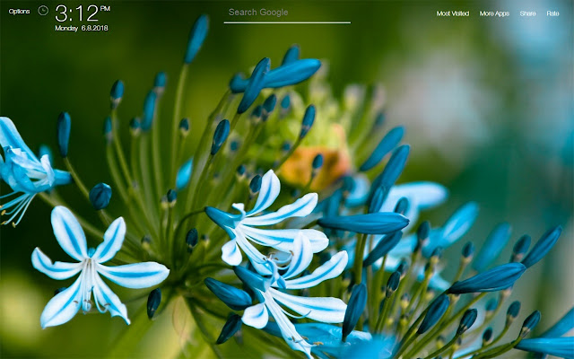 Flowers Wallpapers FullHD New Tab