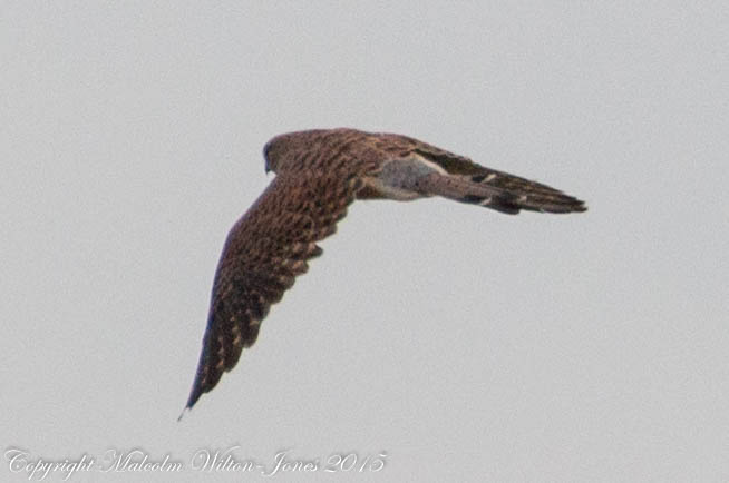 Kestrel; Cernícalo Real