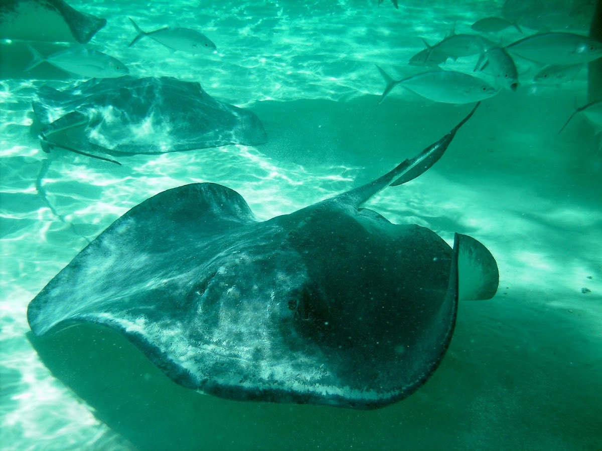 Southern Stingray