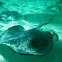 Southern Stingray