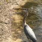 Great blue heron