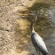 Great blue heron