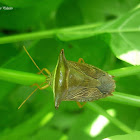 Stink Bug