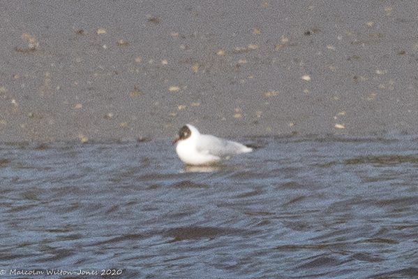 Black-headed Gull