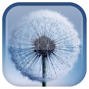 Download Dandelion Live Wallpaper Install Latest APK downloader