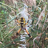 Black-and-Yellow Argiope