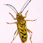 Long Horn Flower Beetle