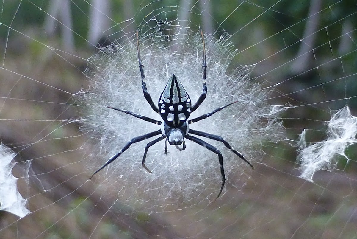 Pied Orb Weaver