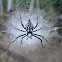 Pied Orb Weaver