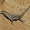 Variable skink