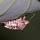 Leaf-Footed Bug