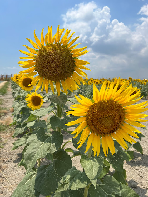 ヴェルファイアのひまわり畑🌻・笠岡ベイファーム・玉島・ドッグラン・ヴェルファイアに関するカスタム事例の投稿画像4枚目