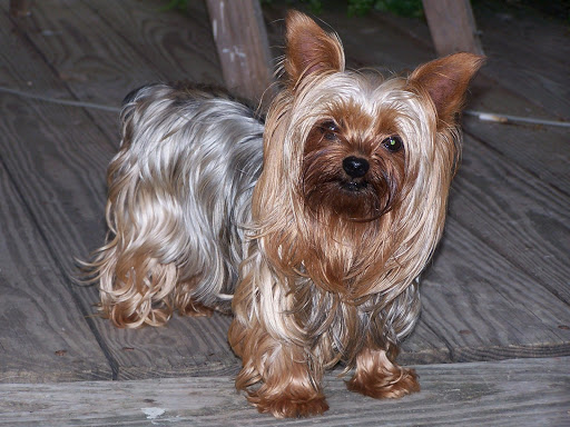 Yorkshire Terrier Wallpaper