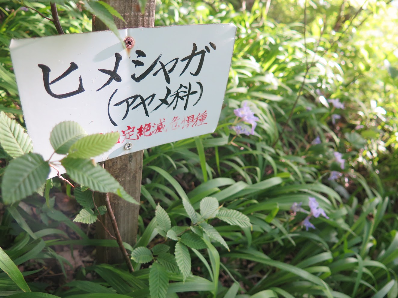 岳人の森キャンプ場 は絶滅危惧種の山野草がたくさん 標高1 000mの避暑地 徳島県神山町 四国の山 Com