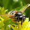 White-barred peat hoverfly