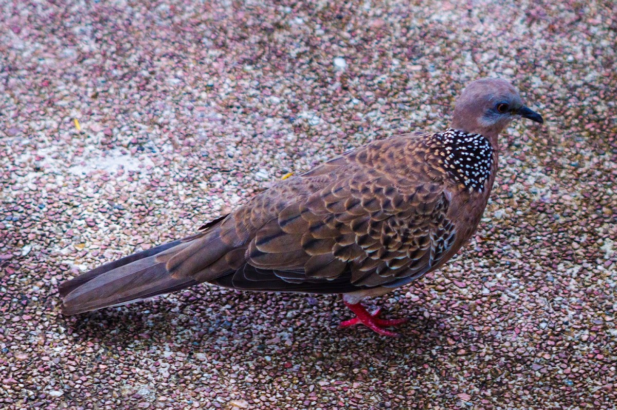 spotted dove