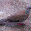 spotted dove