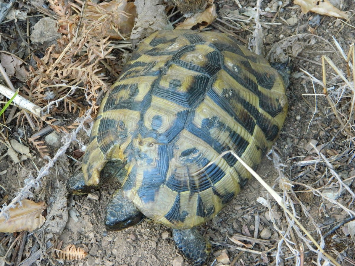 Εastern Hermann's tortoise  (Μεσογειακή Χελώνα)