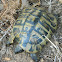 Εastern Hermann's tortoise  (Μεσογειακή Χελώνα)