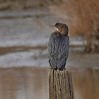 Pygmy Cormorant