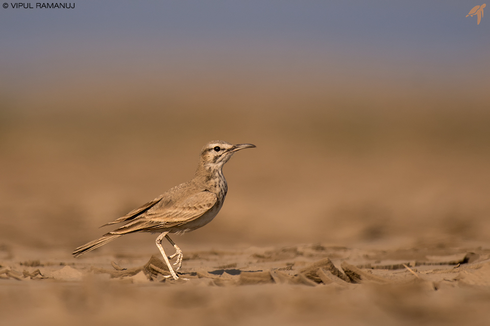 Greater Hoopoe Lark