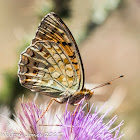 Niobe Fritillary