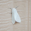 Fall Webworm Moth