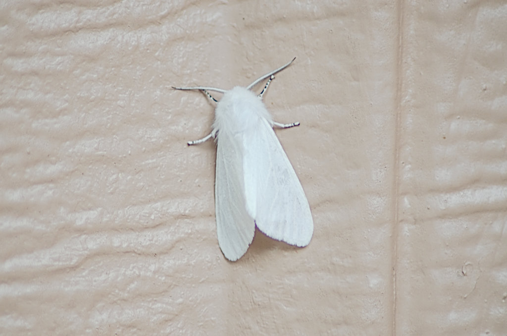 Fall Webworm Moth