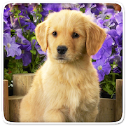 Puppy Live Wallpaper  Icon