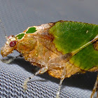 Katydid Mimic of a Decaying Leaf